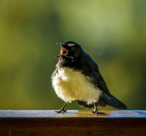 close up photo of a willy wagtail bird