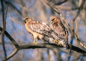 two hawks perching on a branch