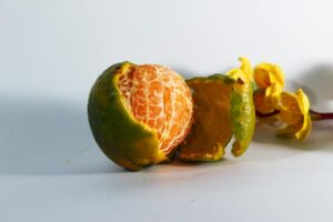 close up photo of peeled orange