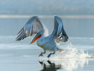 pelican landing on water