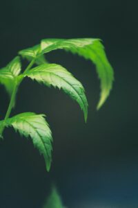 green leaves in close up photography