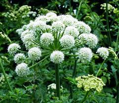 Angelica Herb