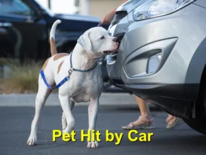 a Dog getting Hit By Car