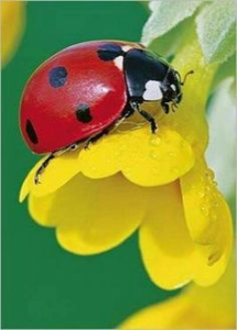 ladybug landing